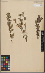 Foto von Salix aurita L.